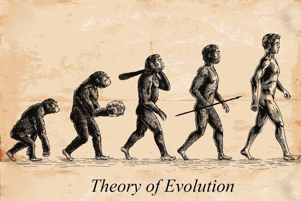 Explain the difference between Lamarck’s and Darwin’s theory of evolution. Why was Darwin’s more successful?