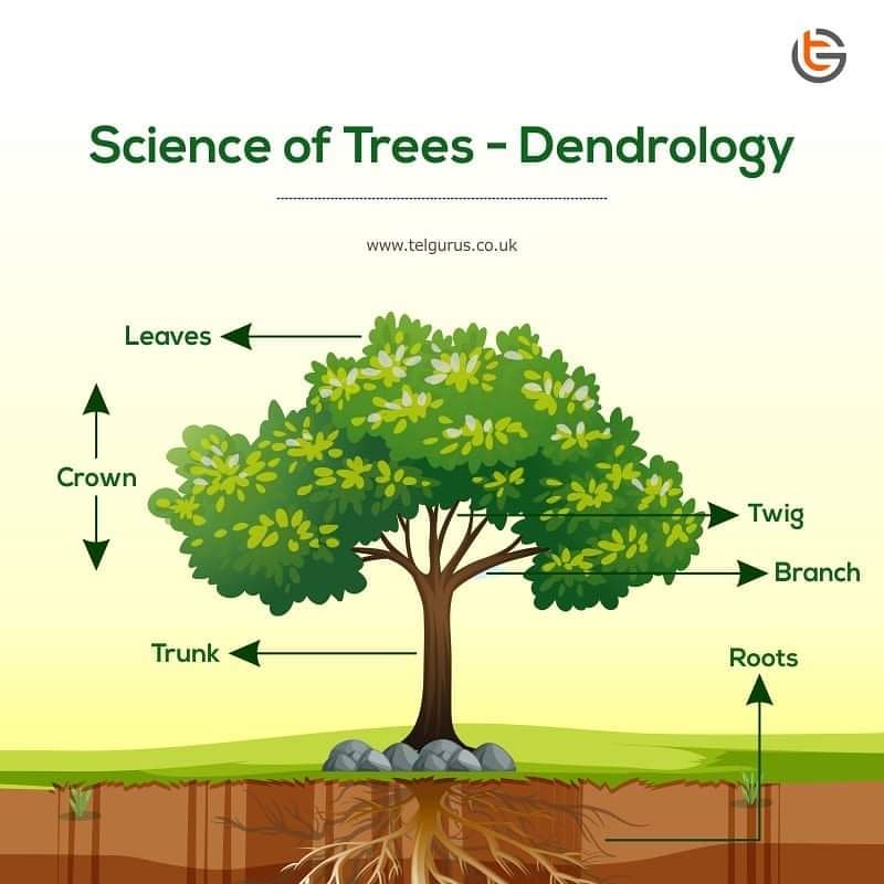 SCIENCE OF TREES - DENDROLOGY