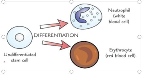 what-is-differentiation-in-biology-what-is-the-definition-of