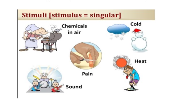 What is a stimulus in Biology? What is an example of stimulus in Biology?