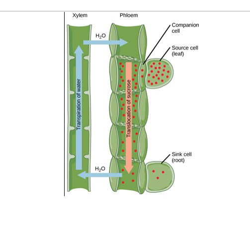 what-is-translocation-in-biology-biology-concepts-biology-questions