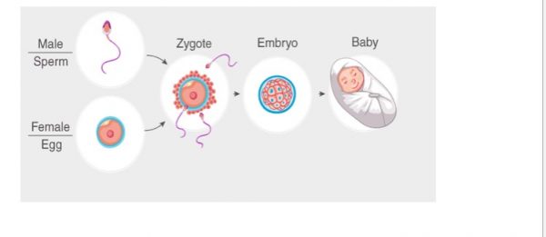 What is a Zygote in biology? | Biology concepts | Biology questions