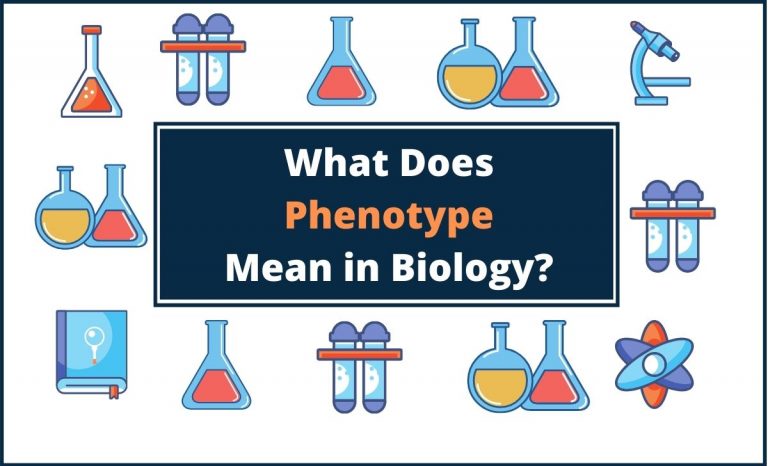 what-is-lumen-in-biology