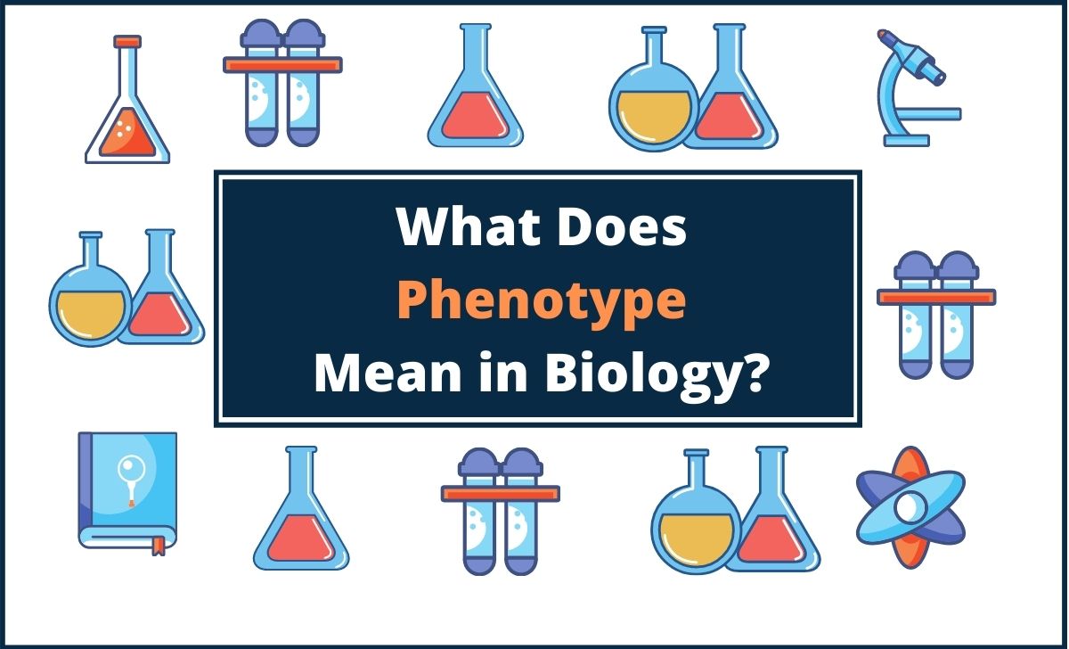 What Does Phenotype Mean in Biology 