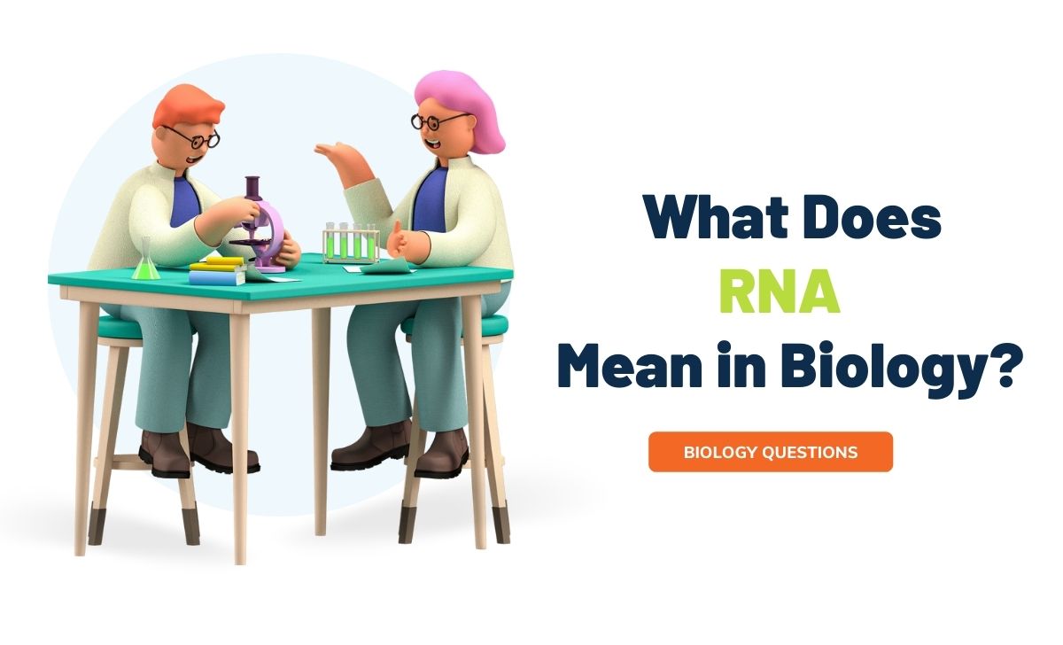 What Does RNA Mean in Biology  
