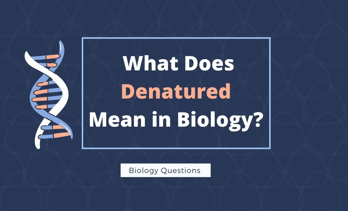 What does denatured mean in biology 
