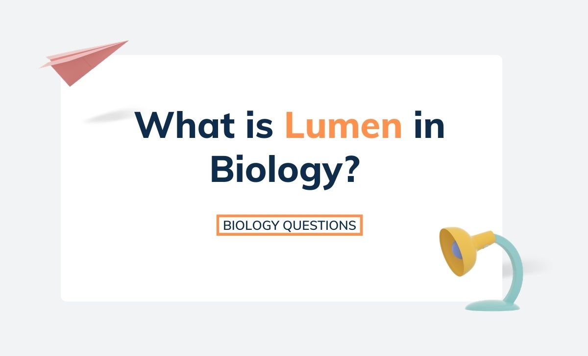 What is Lumen in Biology