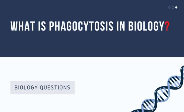 what-does-phenotype-mean-in-biology