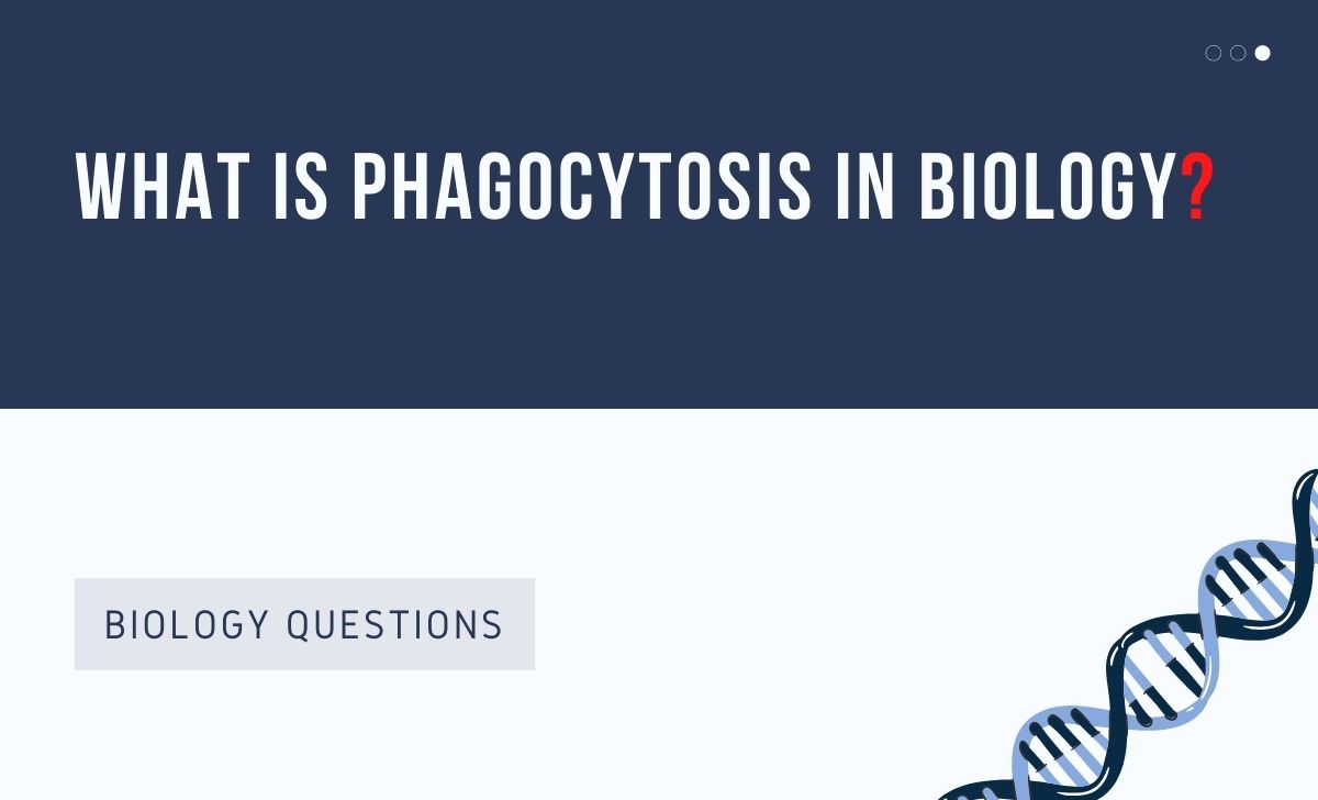 What is Phagocytosis in Biology 