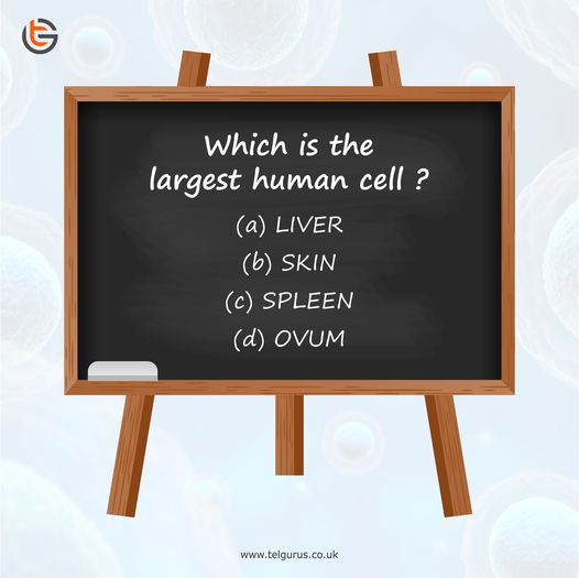 which is the largest human cell