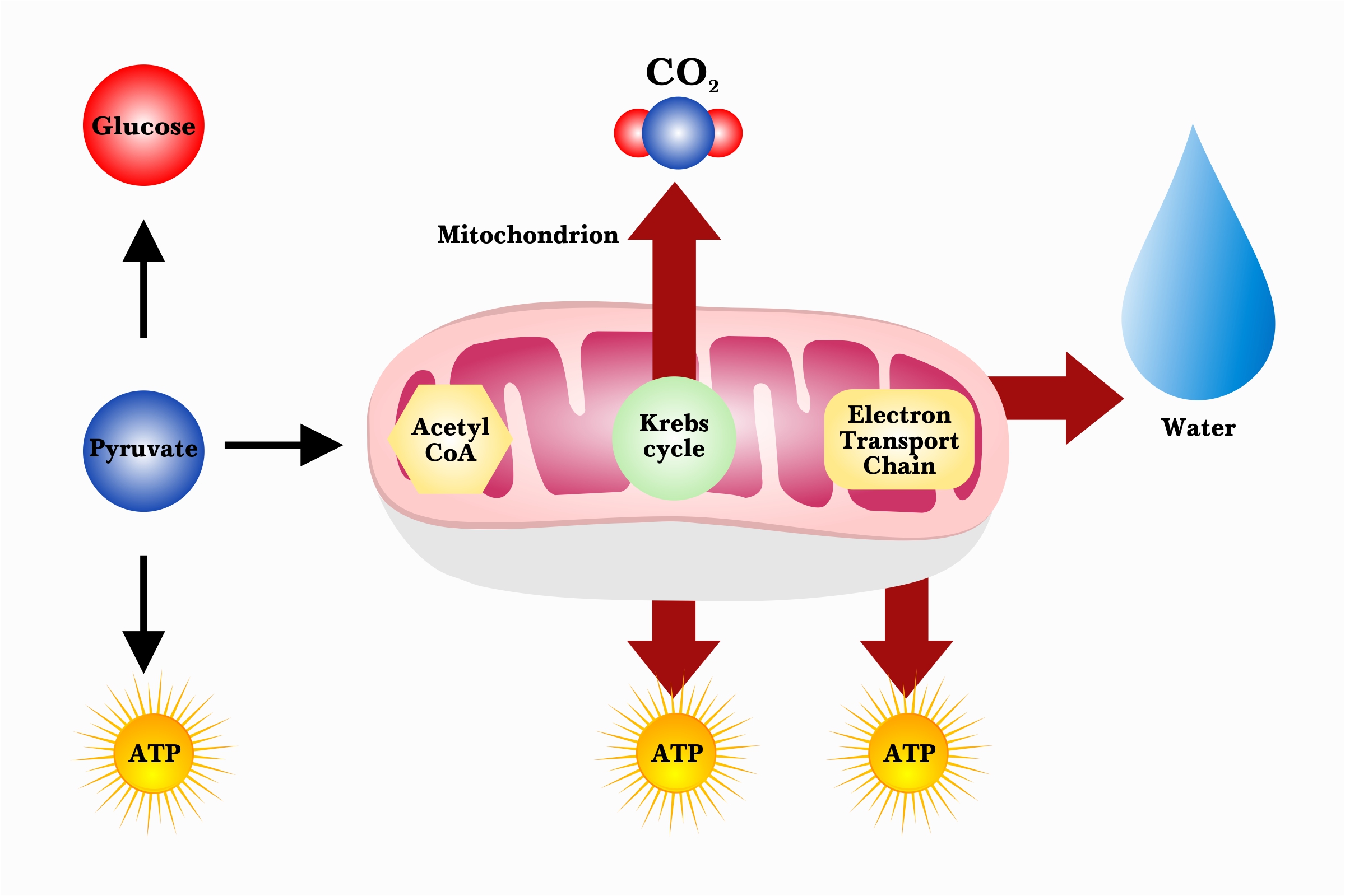 What Is The Symbol Equation For Aerobic Respiration Biology 