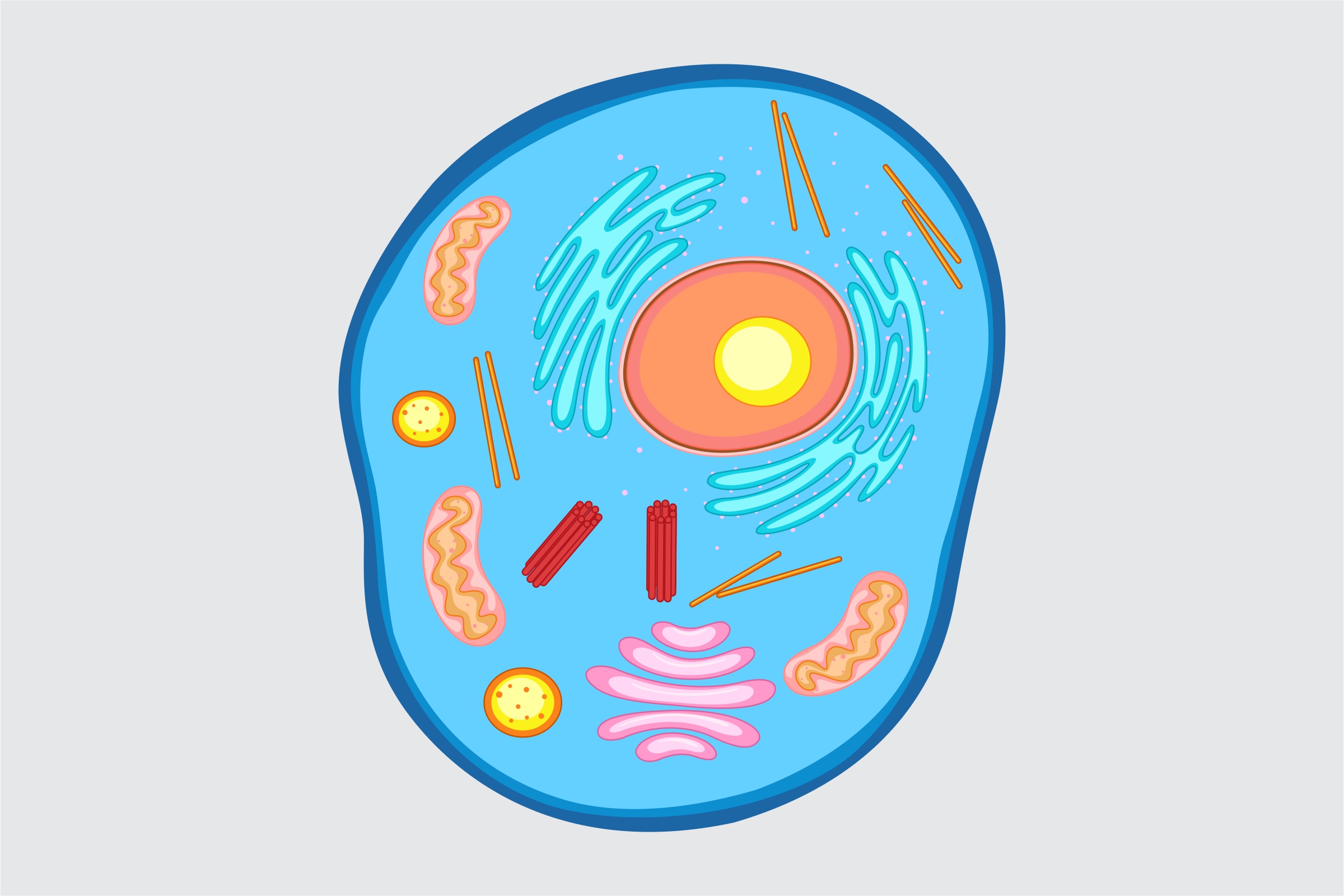 Name four components of an animal cell and describe their functions.