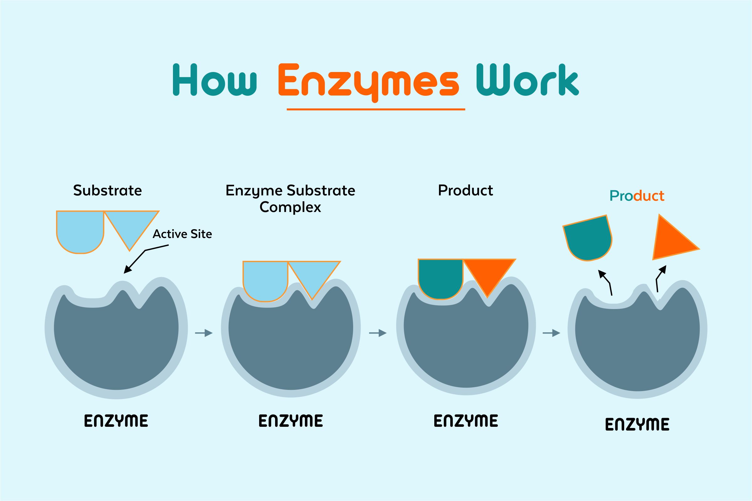 Understanding enzyme-substrate function.