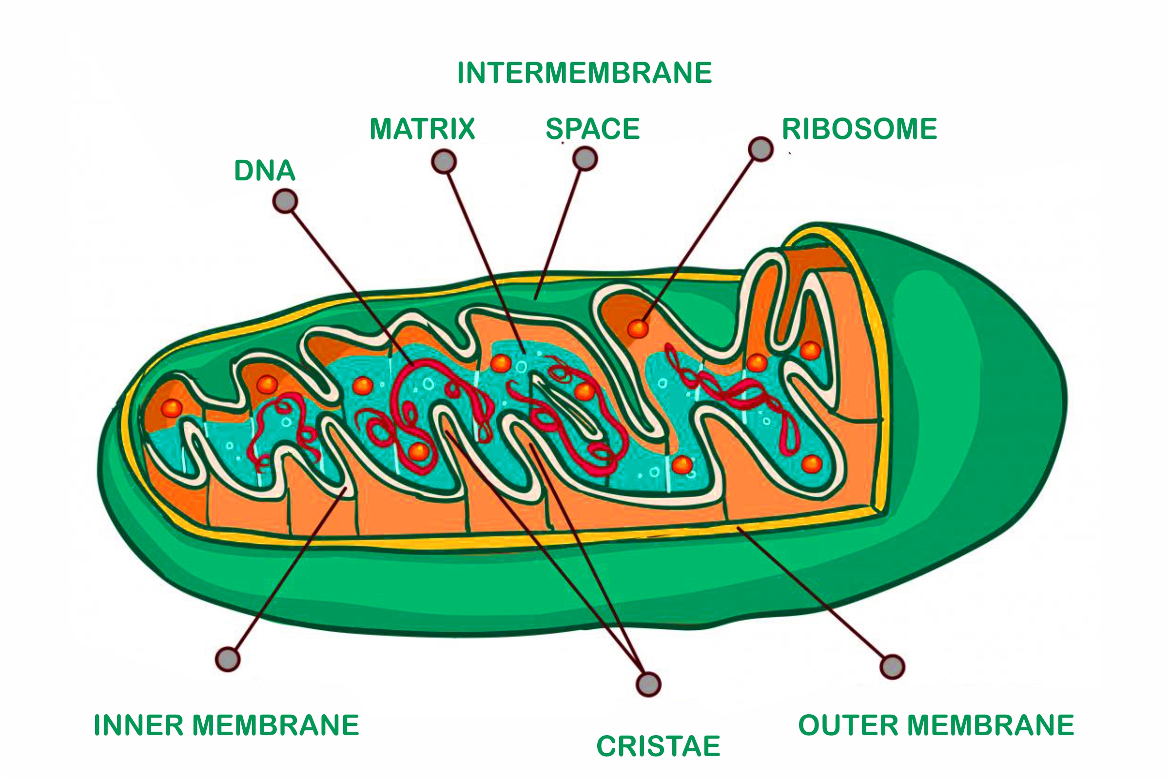 What is the most important function of mitochondria?
