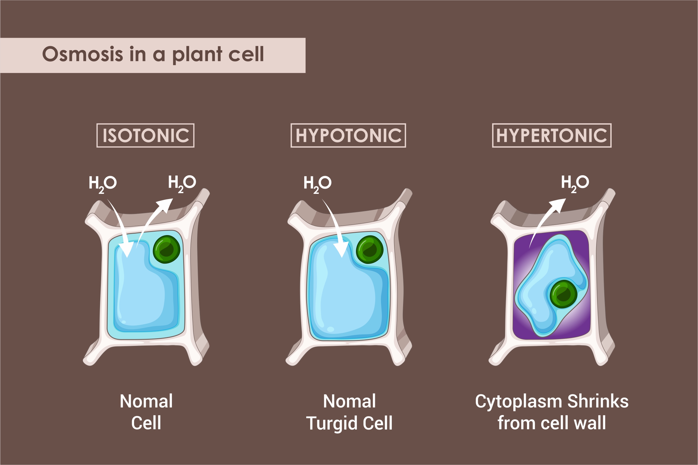 Explain the process of Osmosis and give an example of where this occurs?