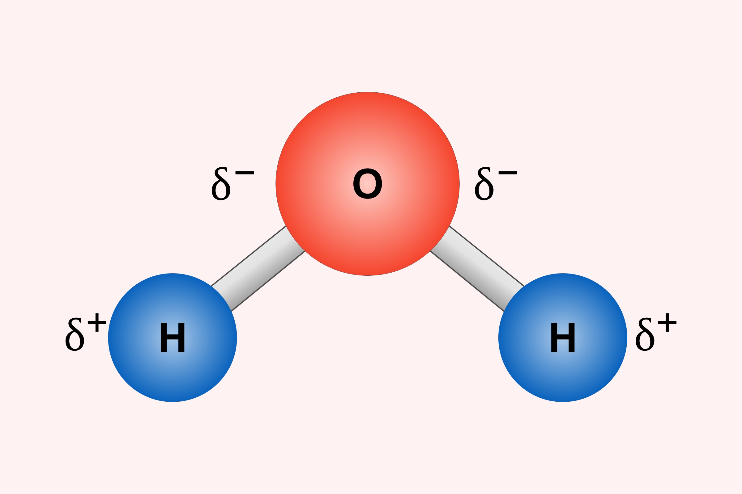 What does the term polarity mean in biology? Biology Questionnaire