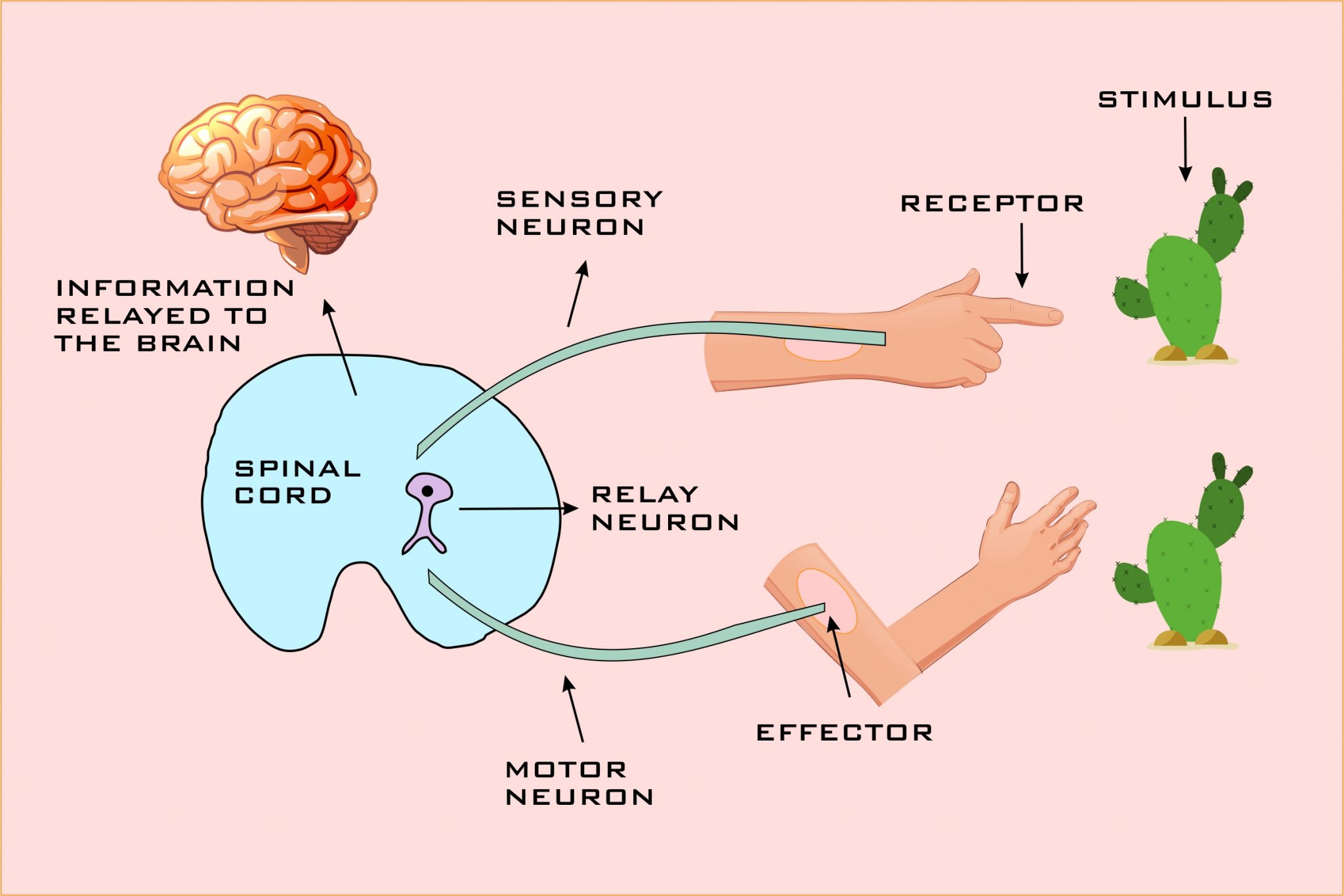 What Does Inhibits Mean In Biology