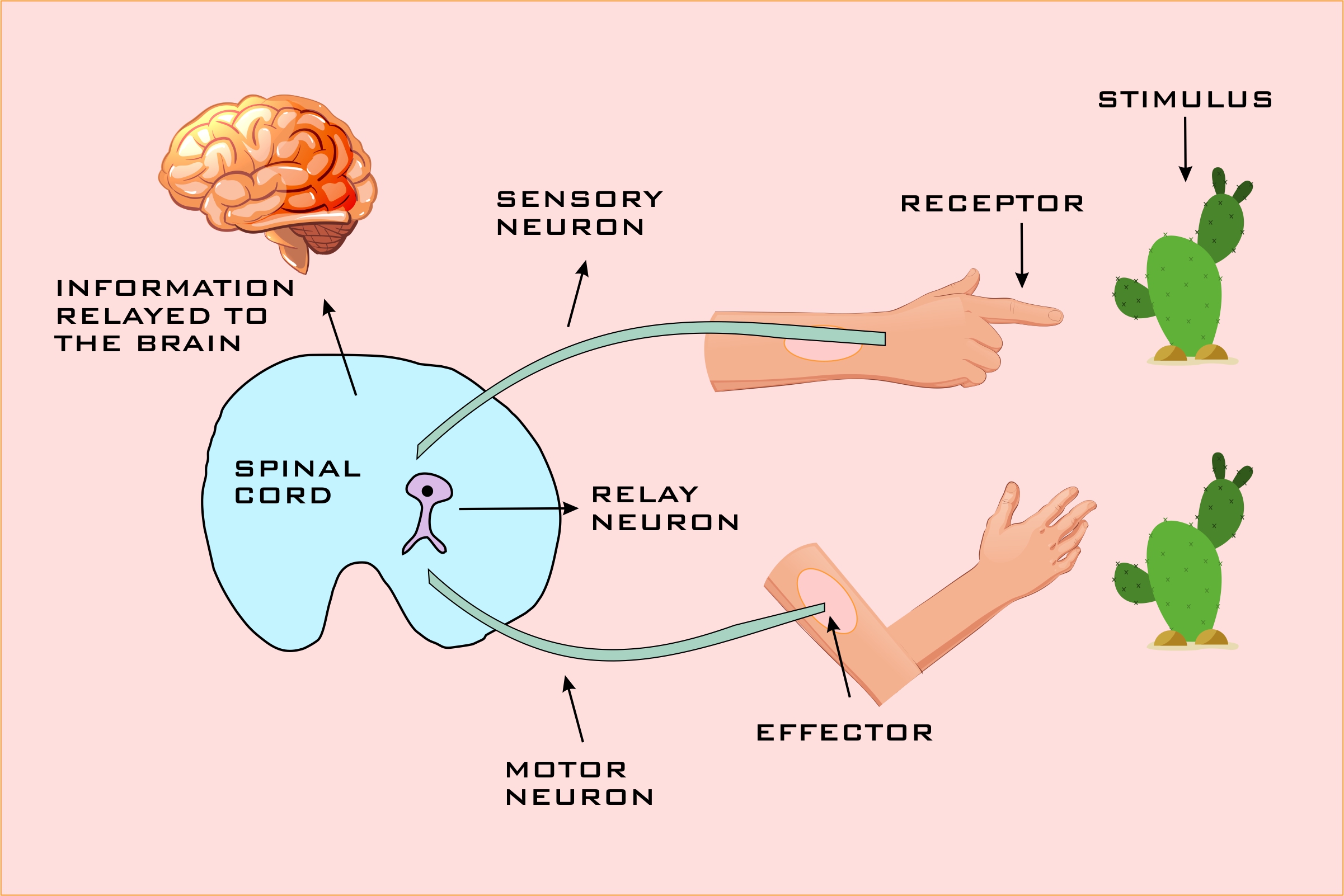 what is the presentation of noxious stimuli