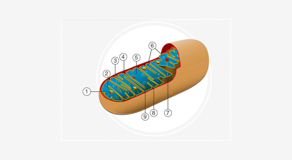 Structure of Mitochondria 