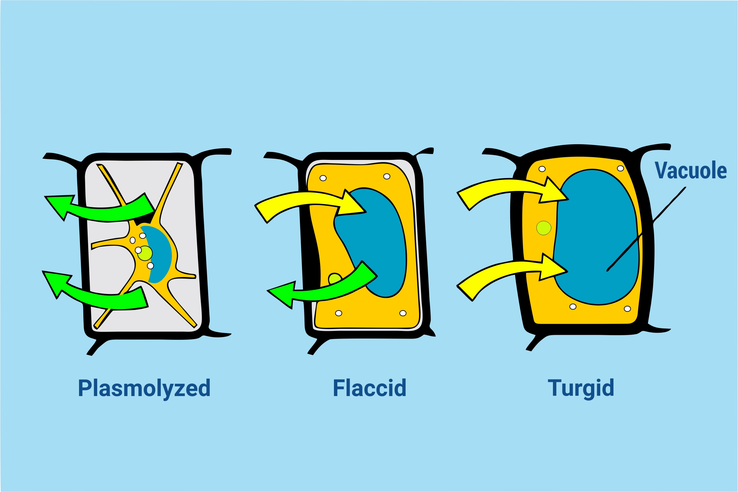 WHAT DOES TURGID MEAN IN BIOLOGY?  