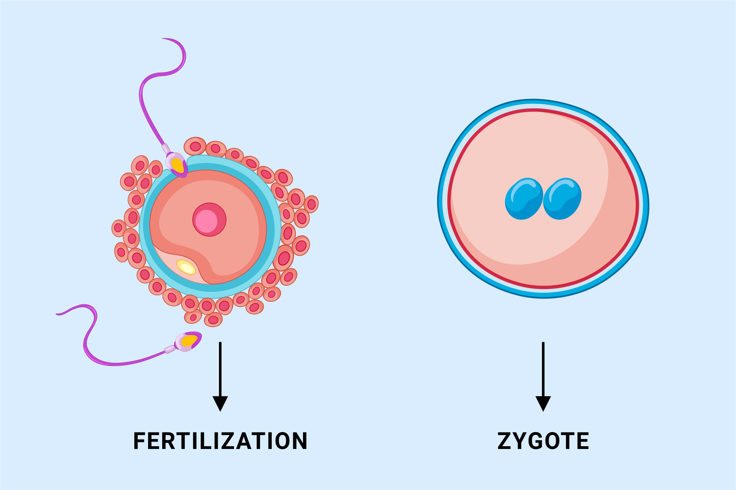 WHAT IS A ZYGOTE IN BIOLOGY