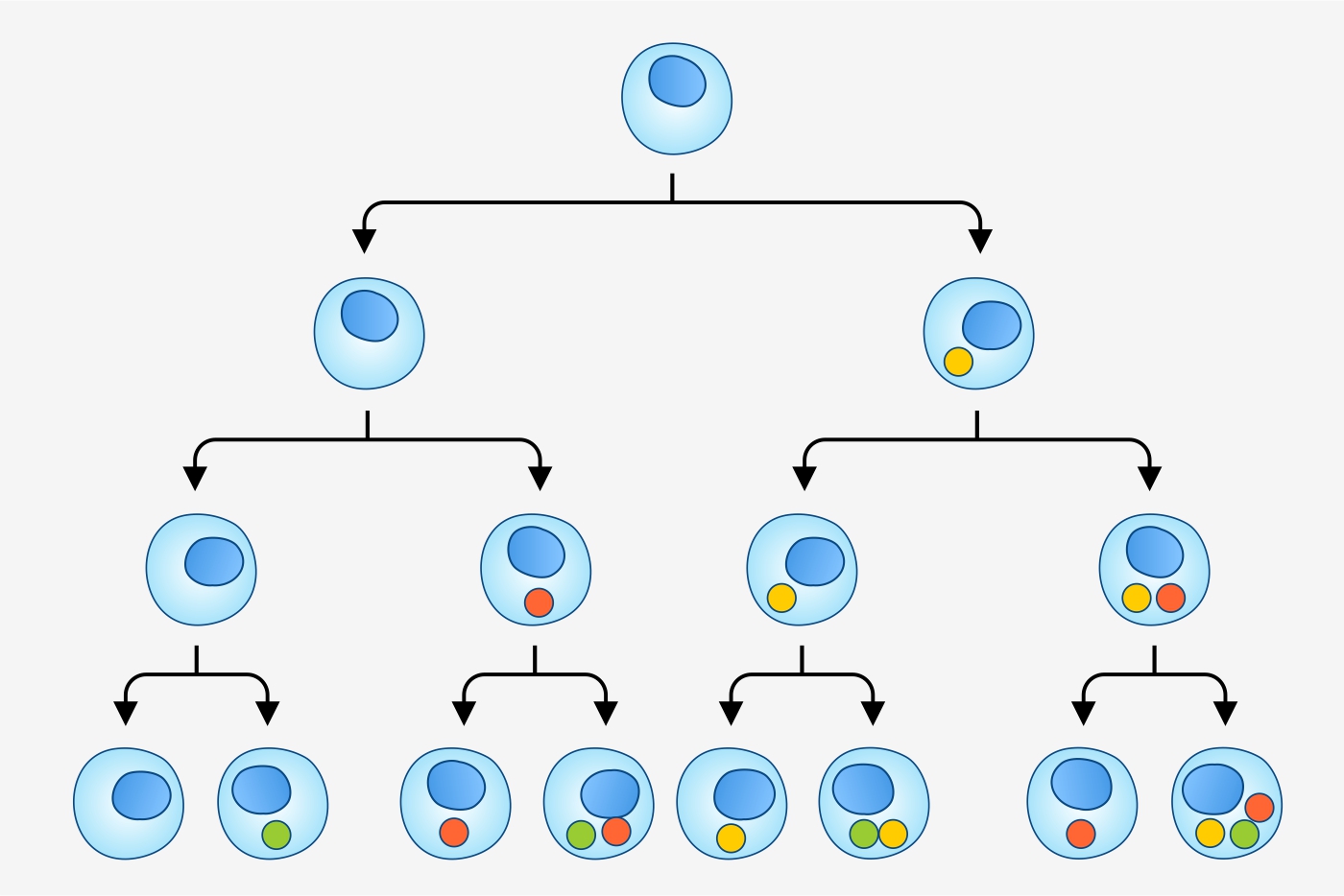 What Is Differentiation In Biology What Is The Definition Of 