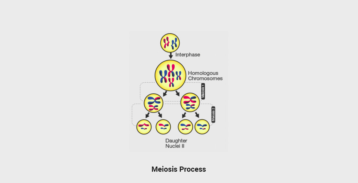 Meiosis Process