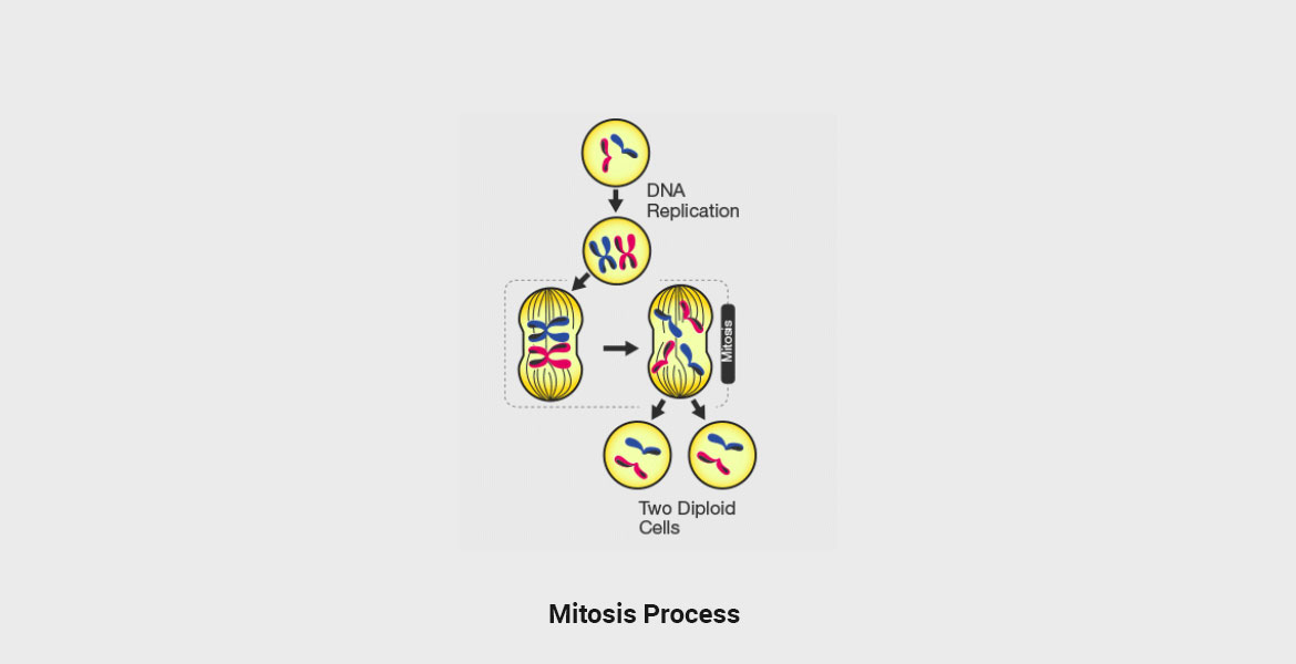 Mitosis Process