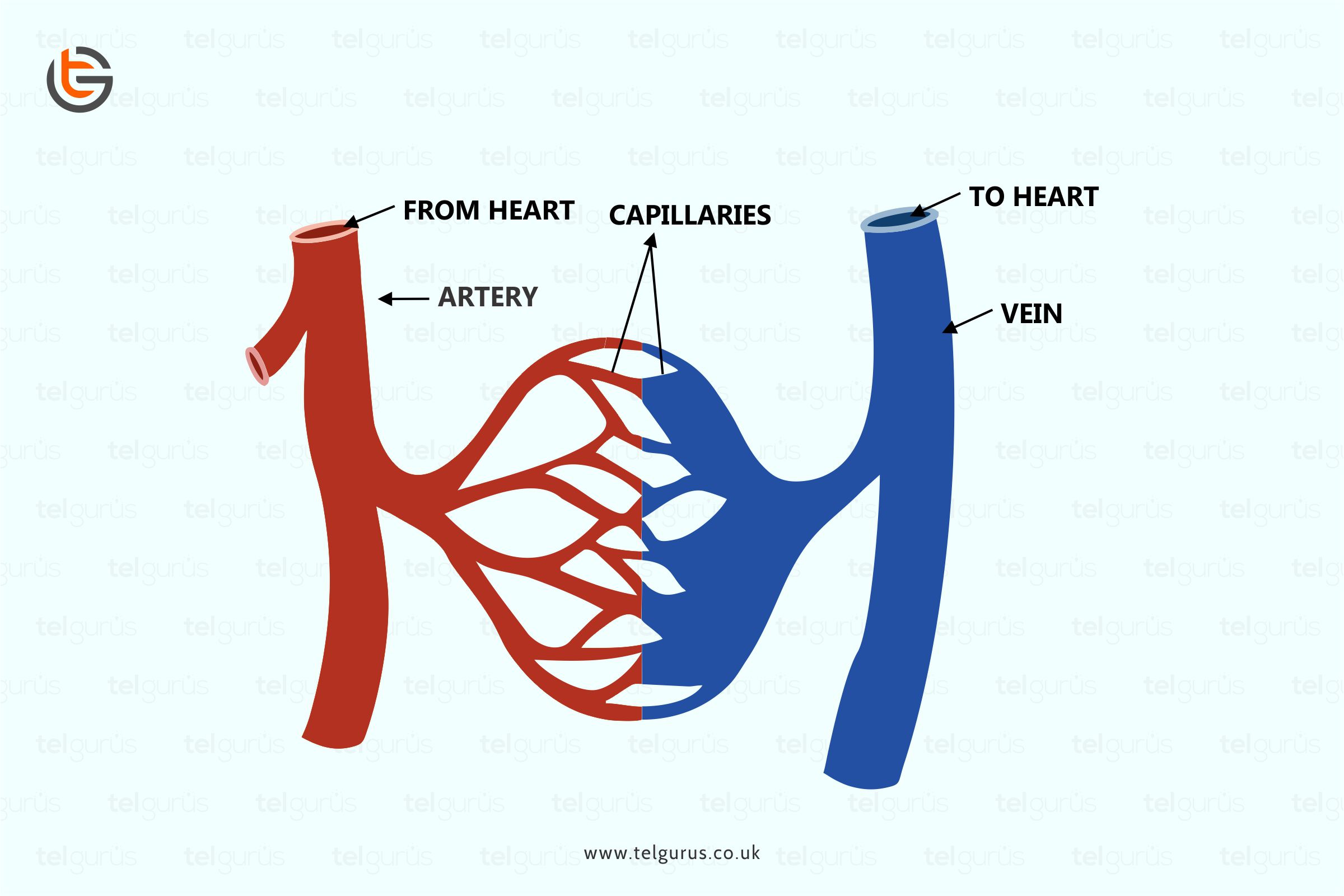 artery-vein-japaneseclass-jp