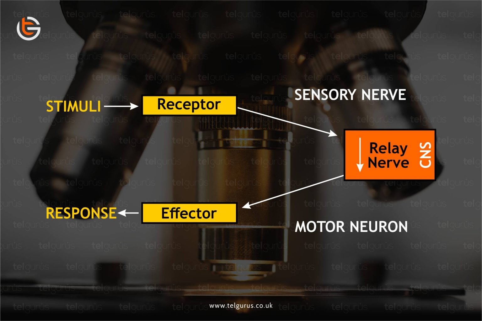 what-is-active-transport-in-biology-biology-questionnaire-tel-gurus