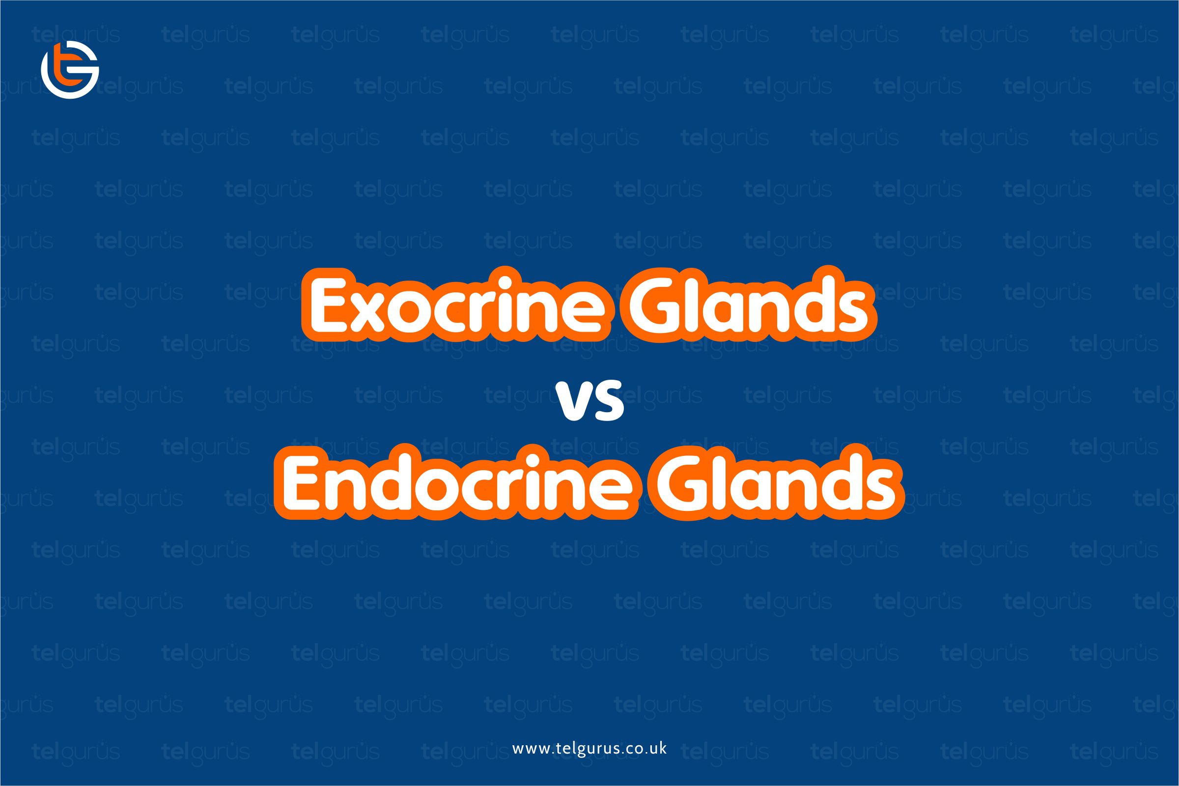 Exocrine vs Endocrine