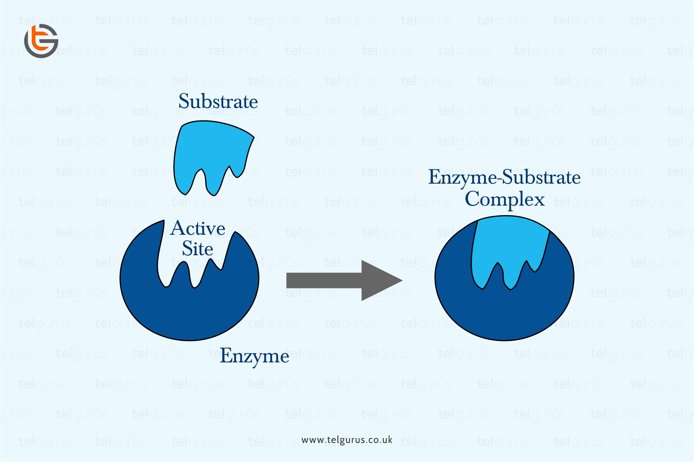 Explain the Lock and key mechanism in relation to enzymes. Science