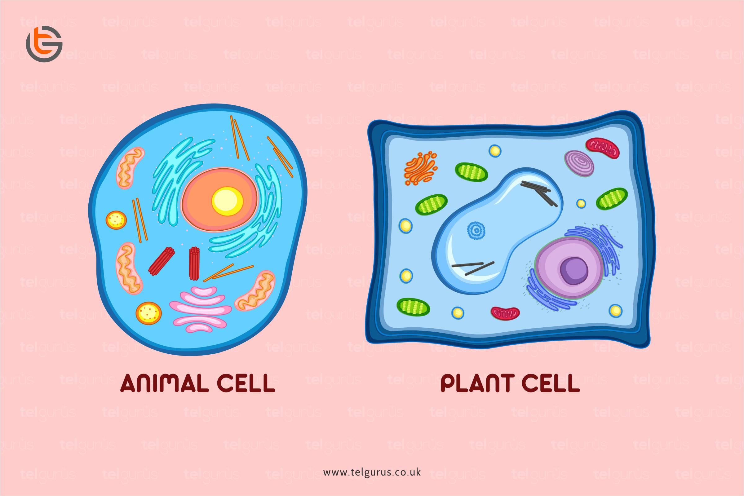 What organelles can be found in plant cell but not in animal cell?