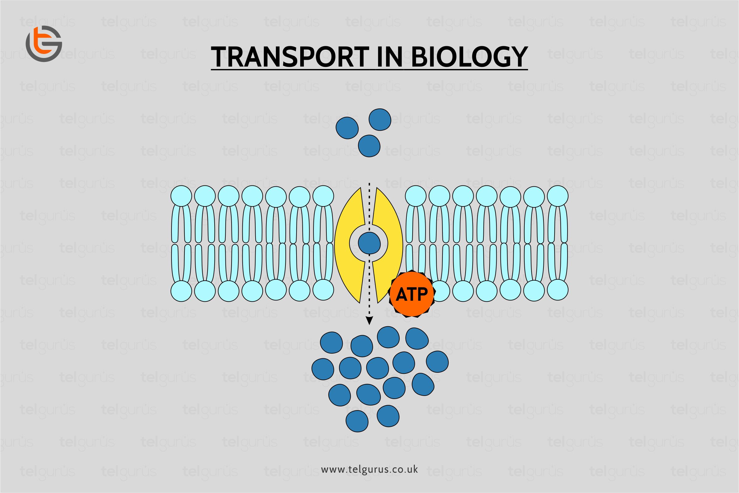 Transport in Biology
