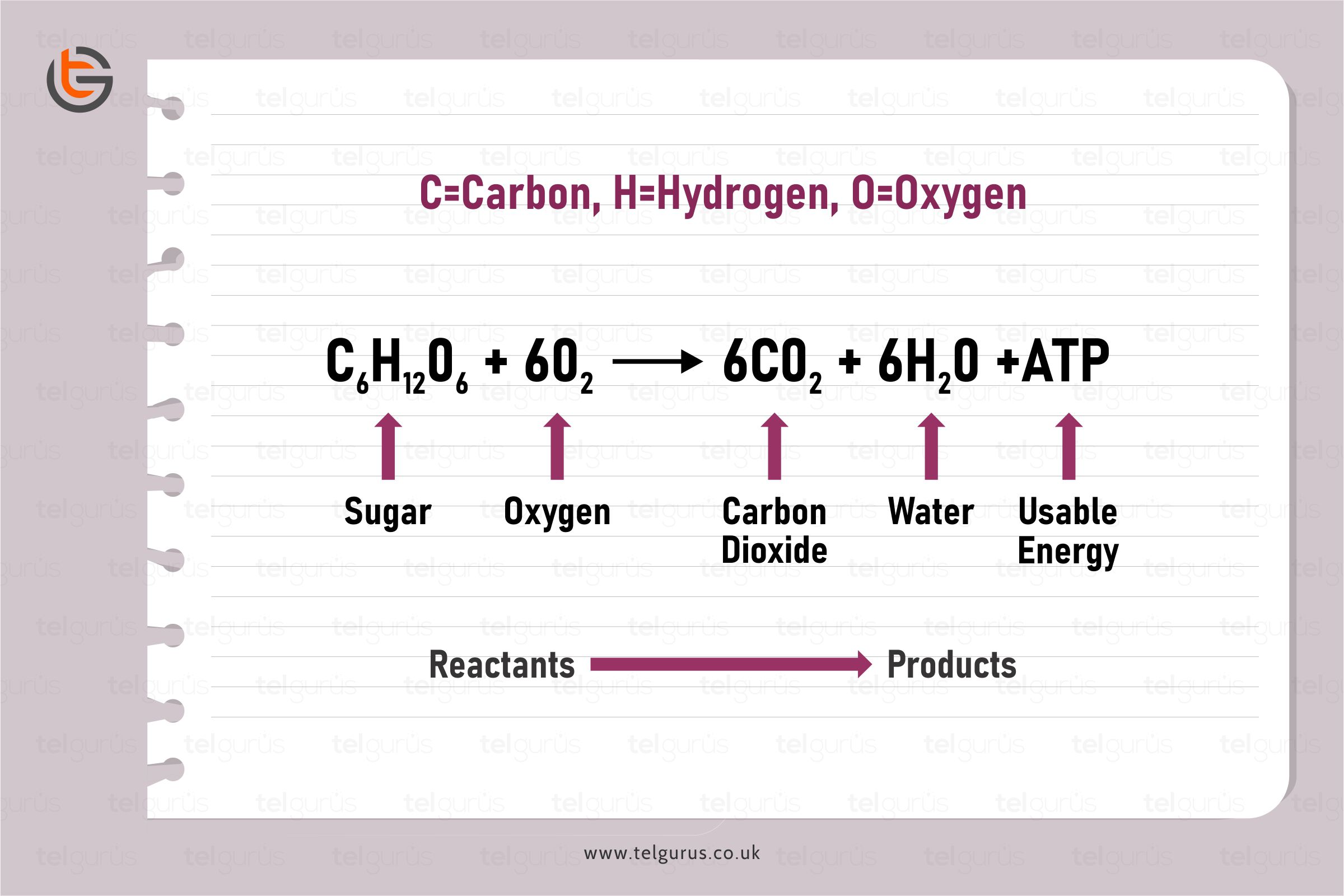 What Are The Two Waste Products Of Aerobic Respiration