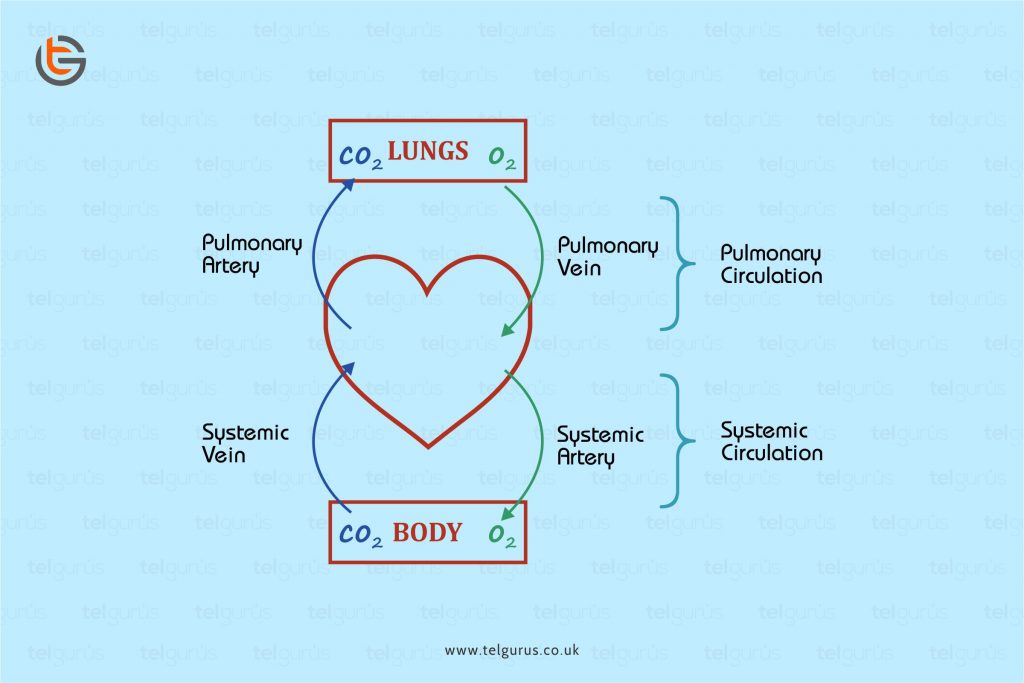 what-is-the-role-of-the-nucleus-science-questionnaire-tel-gurus