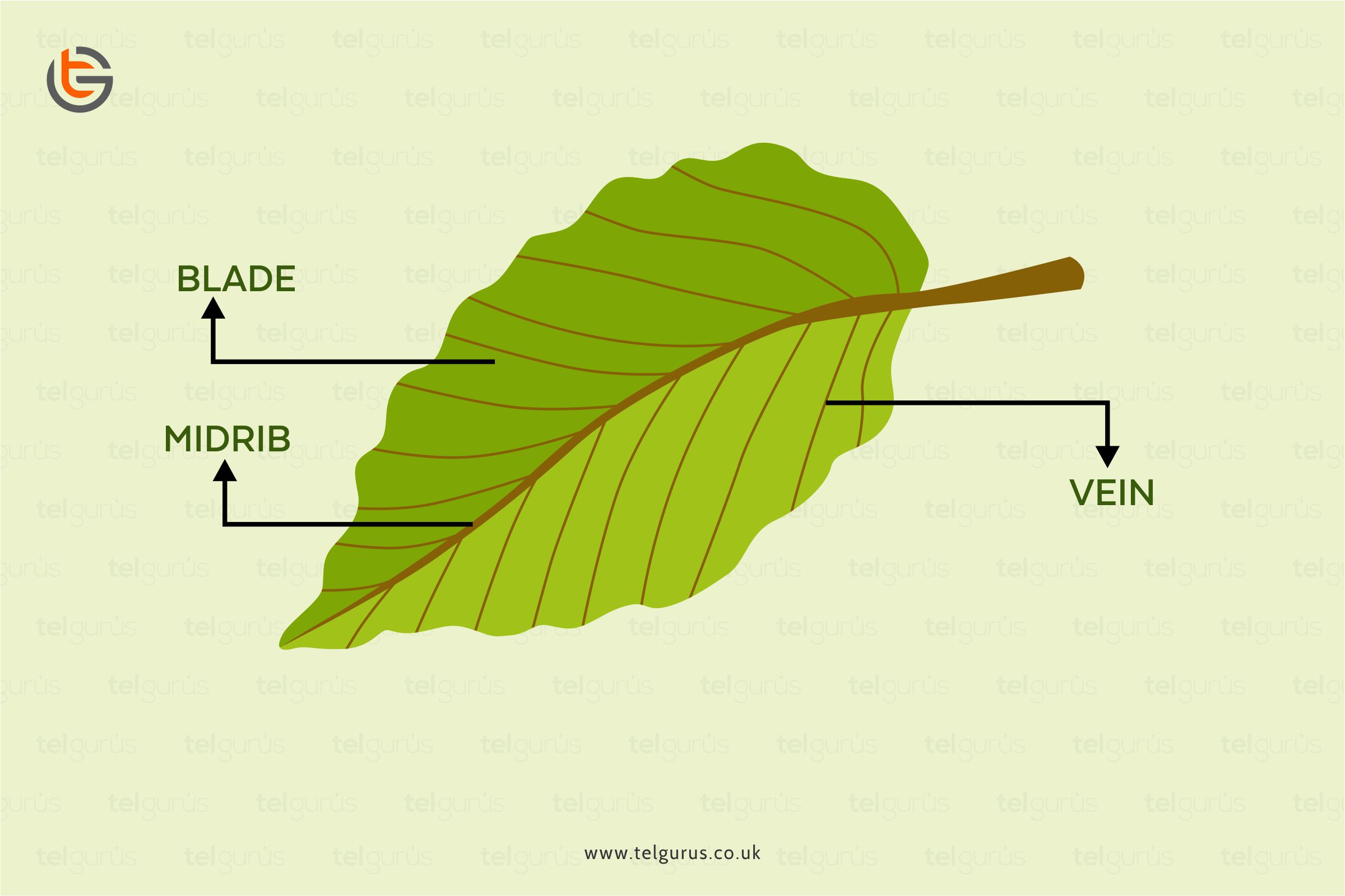 How is a leaf adapted for photosynthesis?