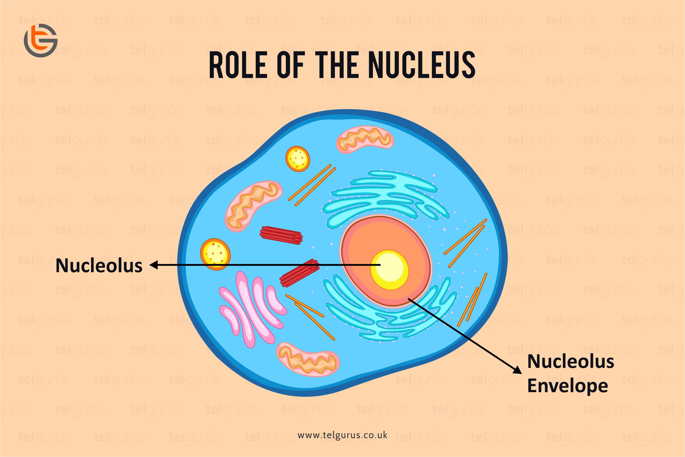 What is the role of the Nucleus?