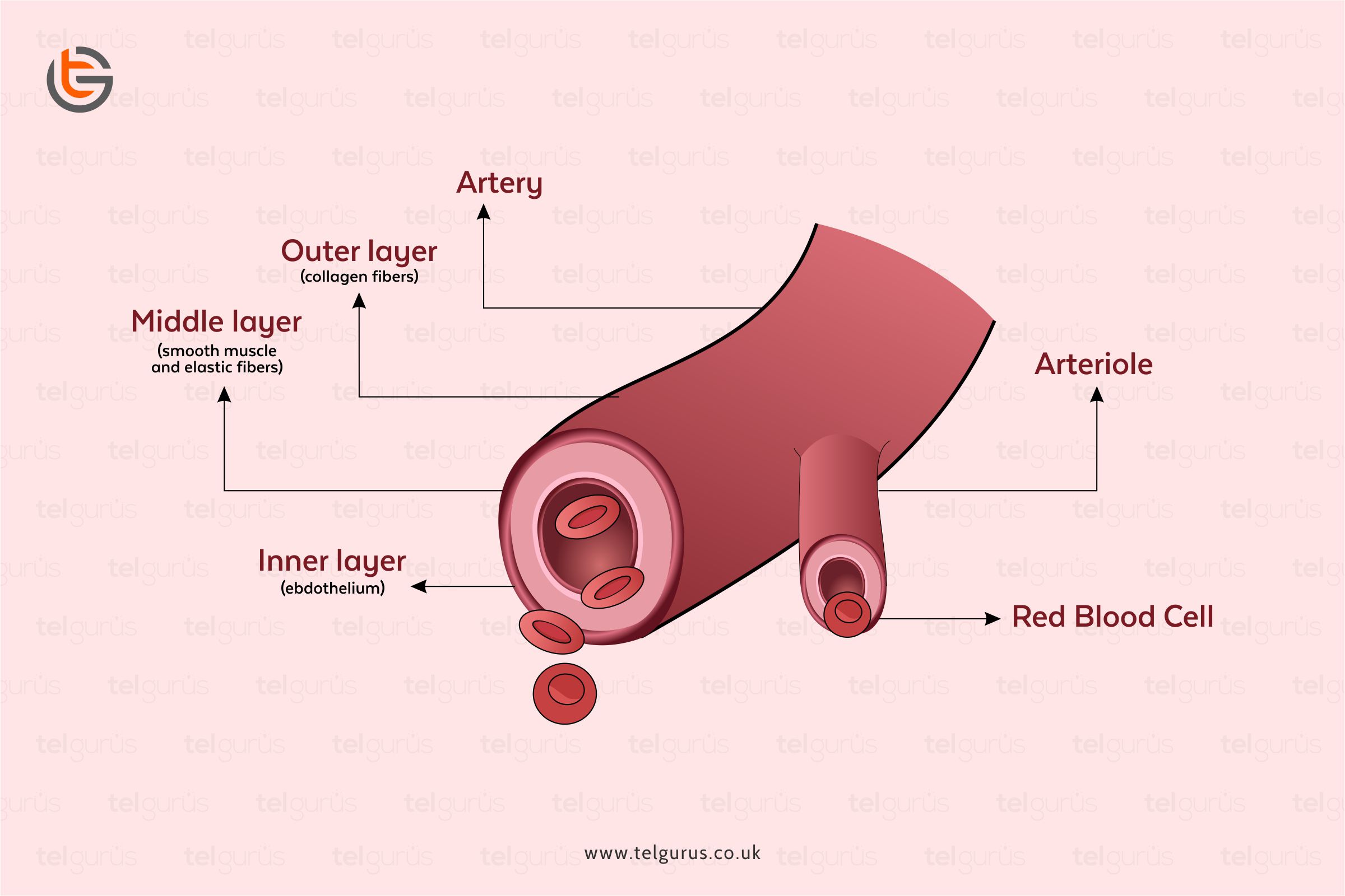 Explain why an artery may be described as an organ.