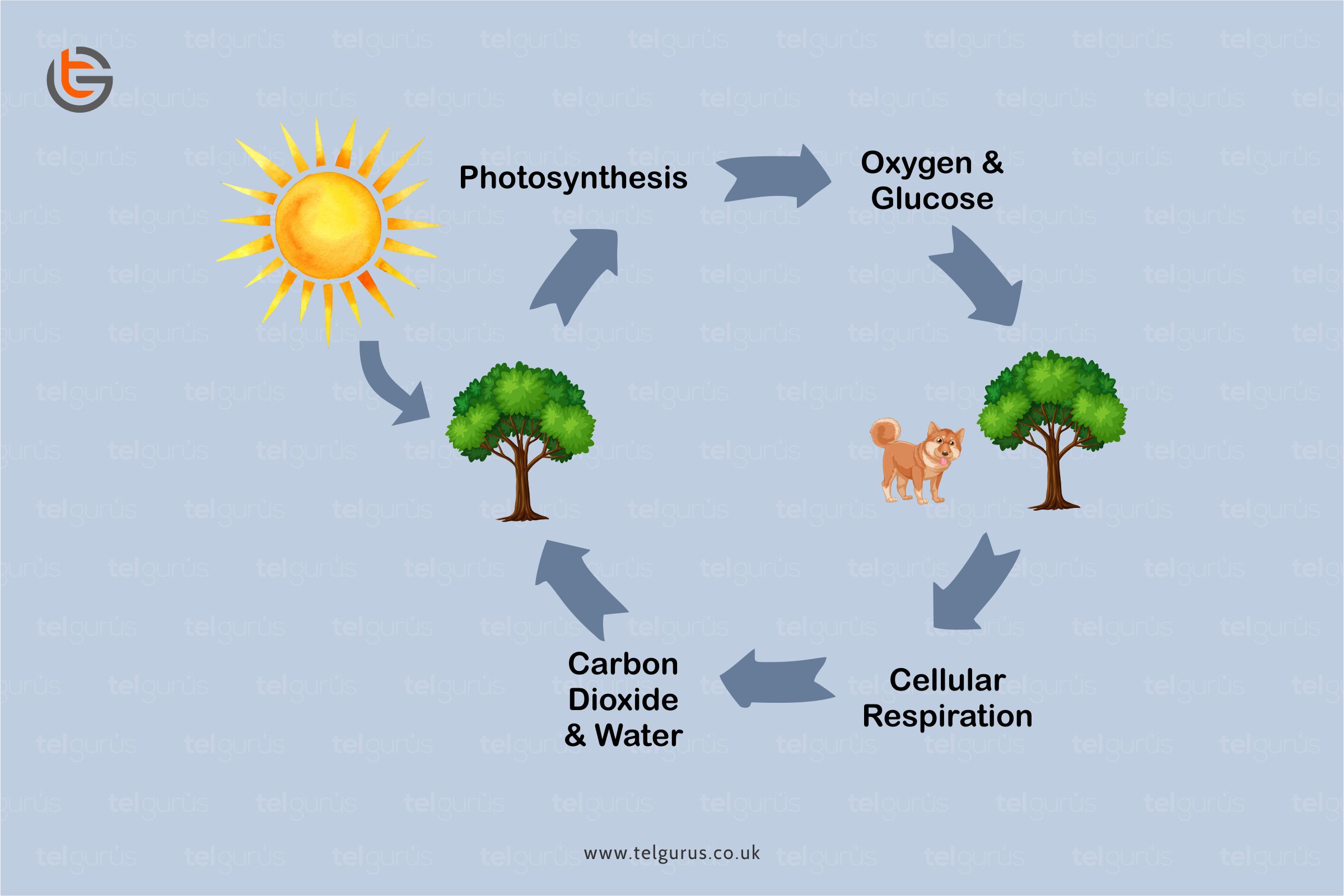 Describe the similarities between photosynthesis and respiration.