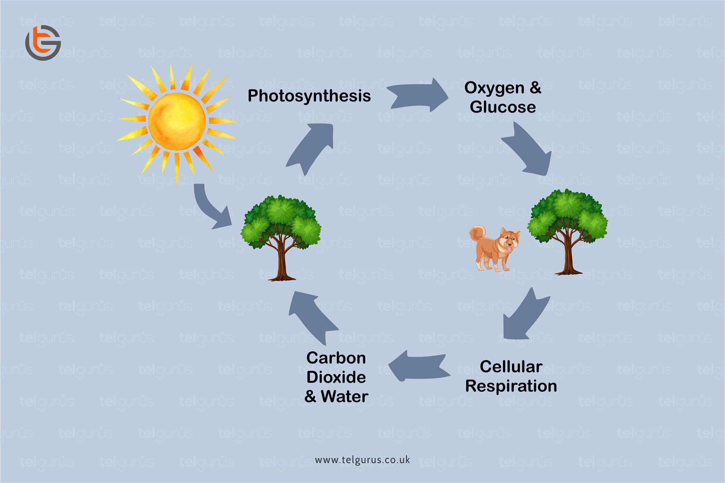 photosynthesis equation for kids