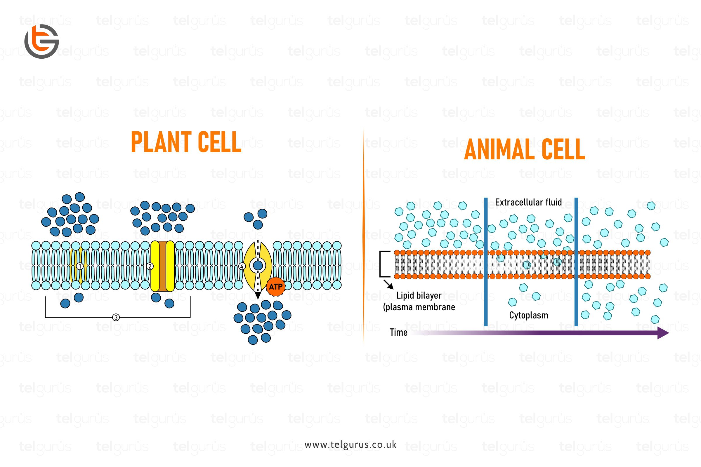 What is Diffusion, and why is it important in both animals and plants?