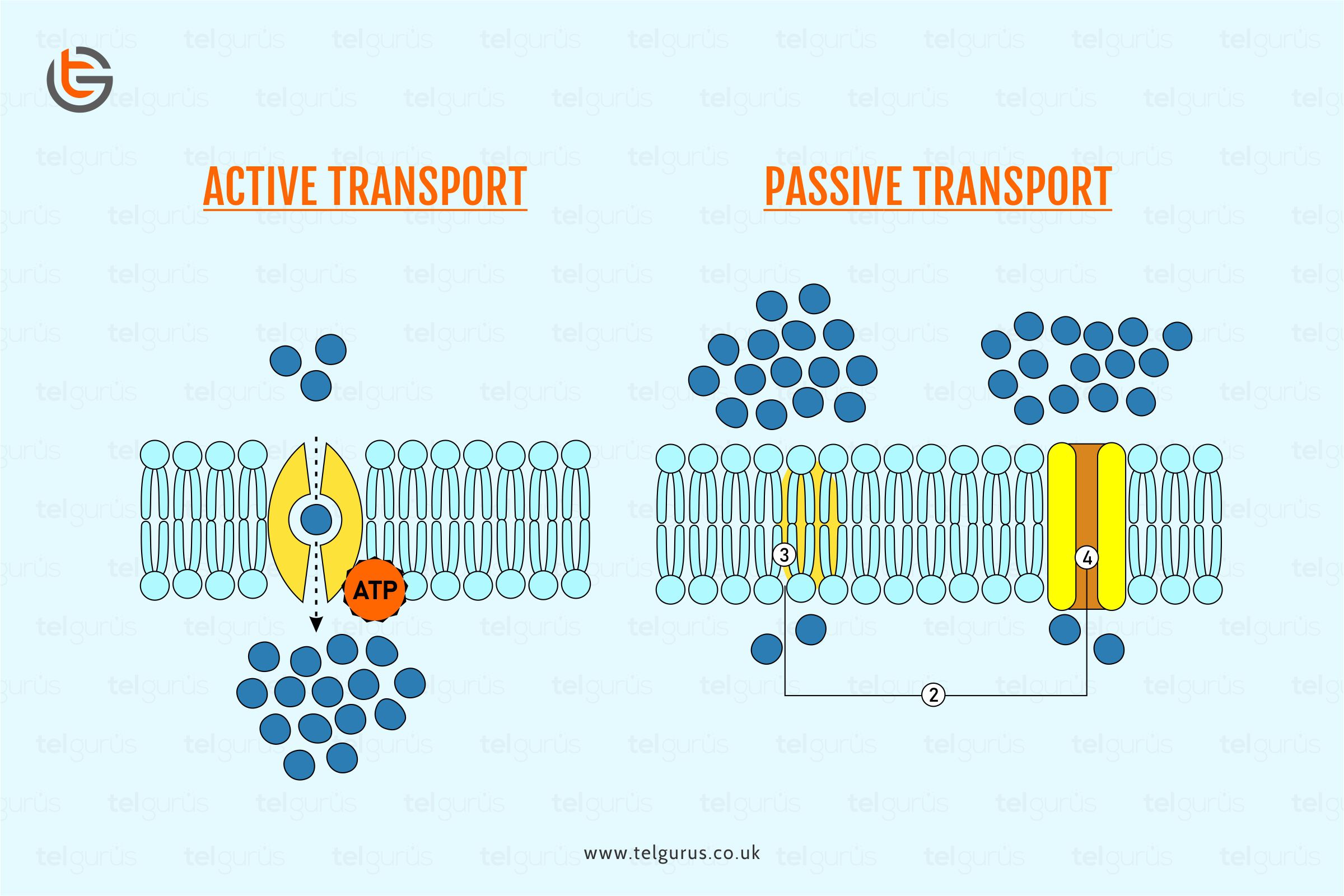 What is the difference between diffusion and active transport?