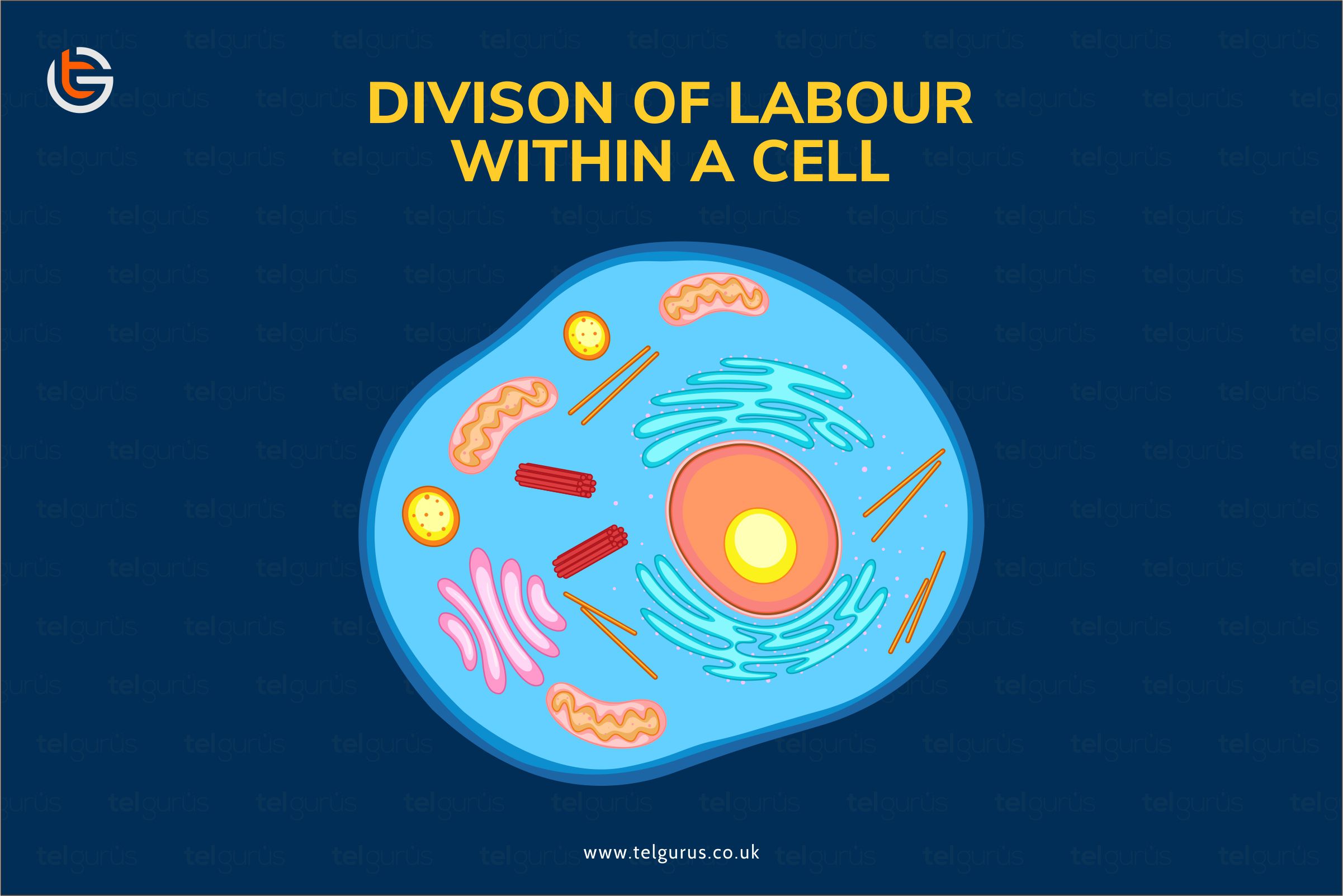 What is the division of labour within a cell?
