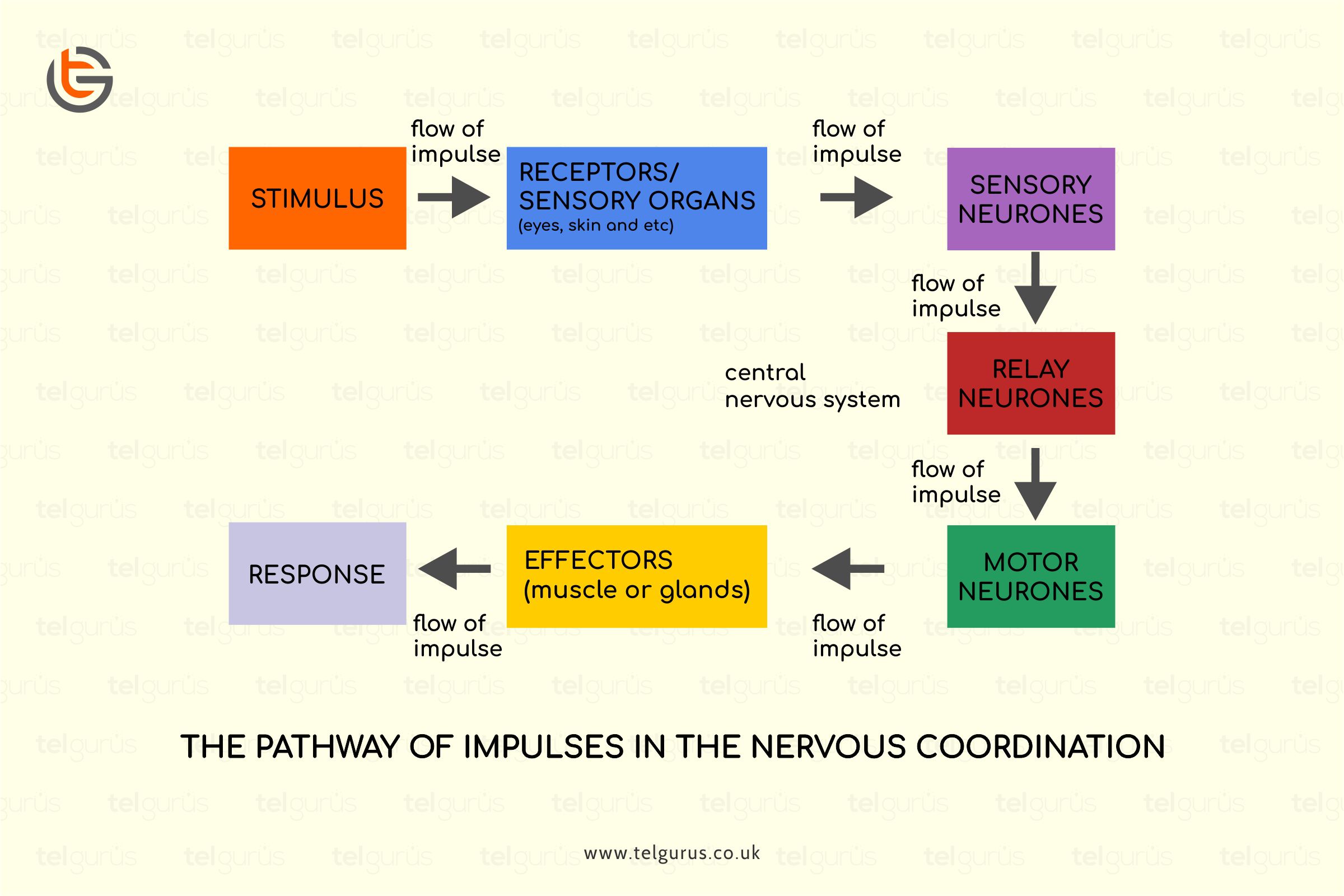 What Is The Difference Between A Receptor And An Effector In The 