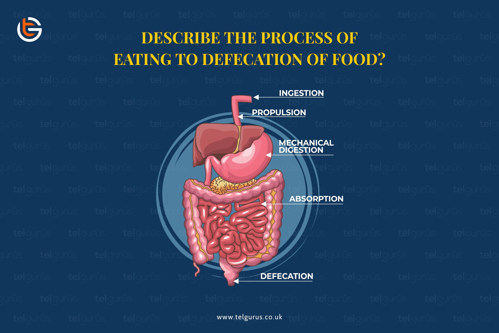 Describe the process of eating to defecation of food?