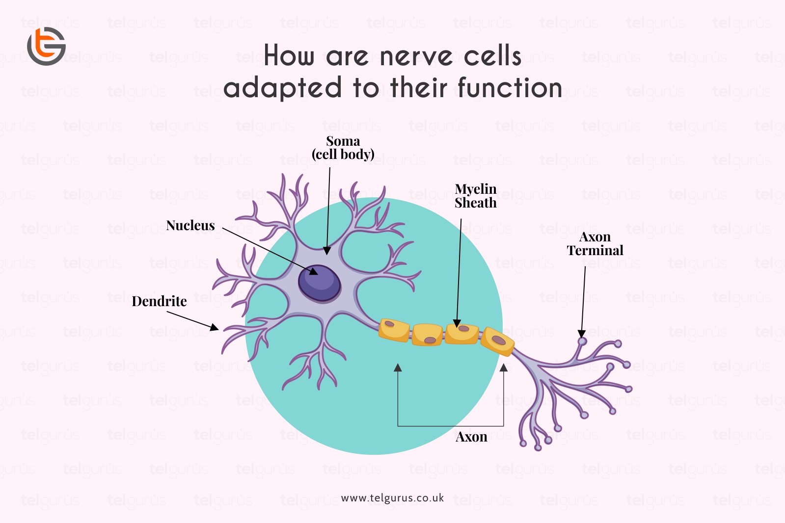 How are nerve cells adapted to their function?